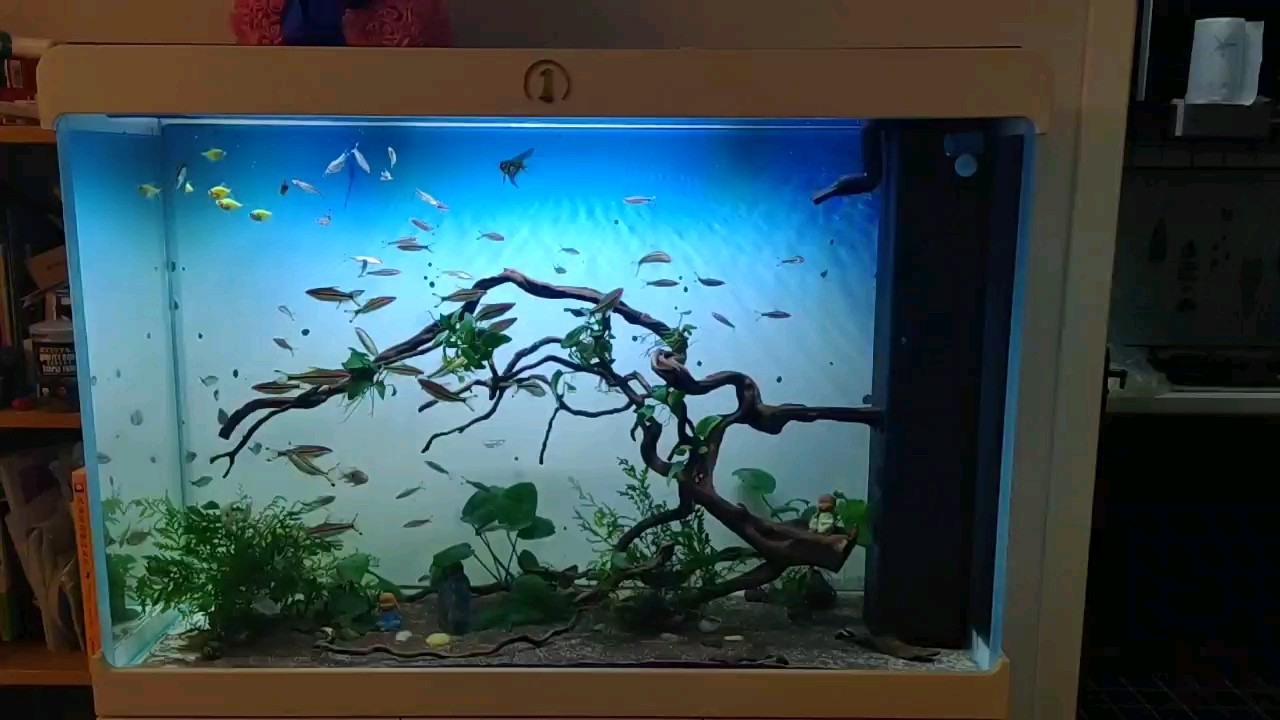 1米2下濾混養缸打卡