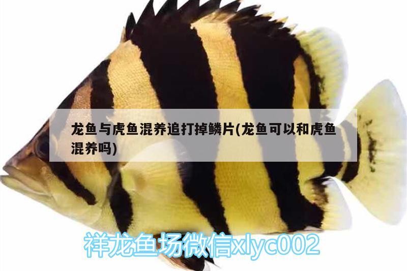 龍魚與虎魚混養追打掉鱗片(龍魚可以和虎魚混養嗎) 龍魚與虎魚混養追打掉鱗片(龍魚可以和虎魚混養嗎) 虎魚百科