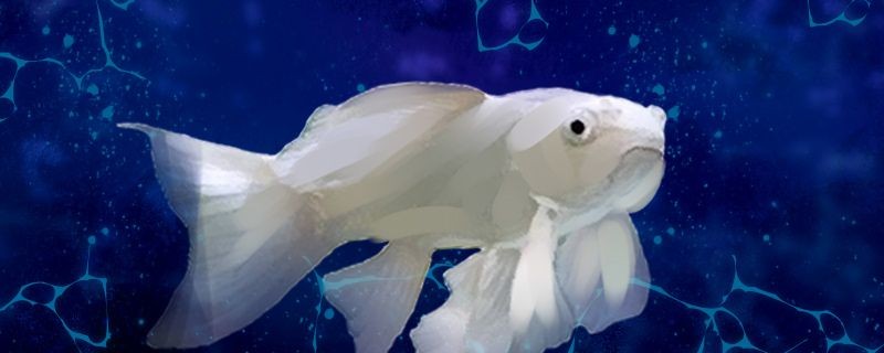 蝴蝶鯉尾巴開(kāi)叉是什么原因怎么治療