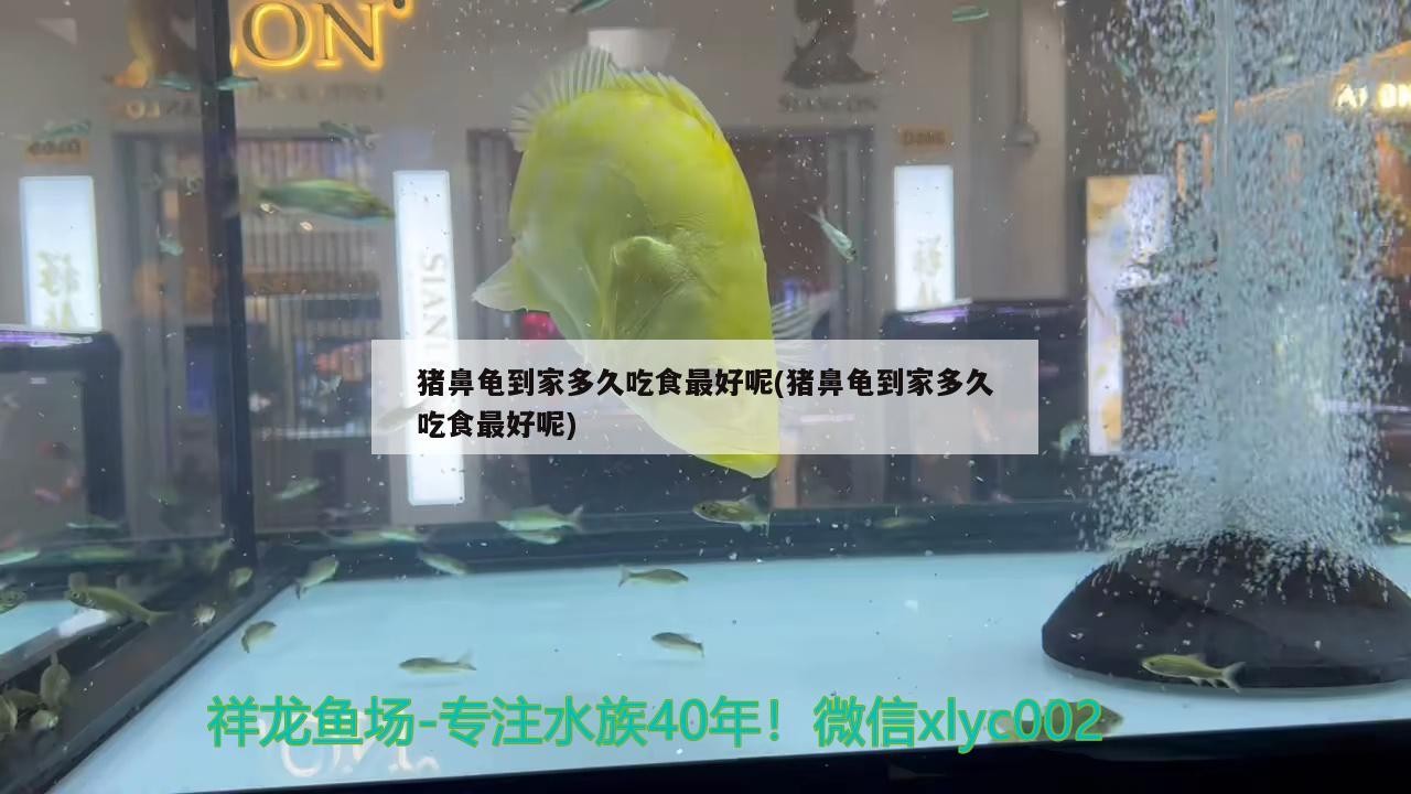 豬鼻龜到家多久吃食最好呢(豬鼻龜到家多久吃食最好呢)