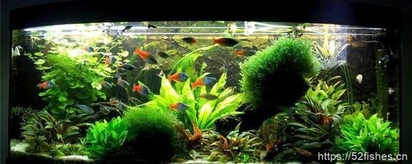 大型魚(yú)缸清理水垢的方法:如何清理大型魚(yú)缸水垢 魚(yú)缸百科 第4張 大型魚(yú)缸清理水垢的方法:如何清理大型魚(yú)缸水垢 大型魚(yú)缸清理水垢的方法:如何清理大型魚(yú)缸水垢 魚(yú)缸百科 第4張