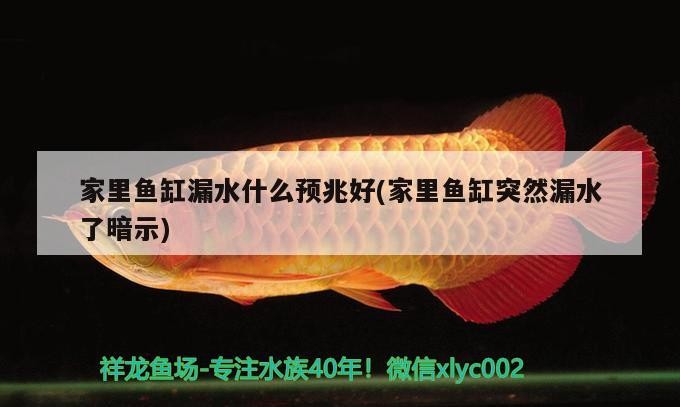 家里魚缸漏水什么預兆好(家里魚缸突然漏水了暗示) 家里魚缸漏水什么預兆好(家里魚缸突然漏水了暗示) 虎魚百科