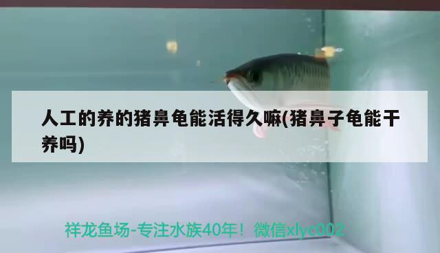 人工的養的豬鼻龜能活得久嘛(豬鼻子龜能干養嗎)