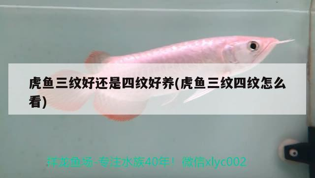 虎魚三紋好還是四紋好養(虎魚三紋四紋怎么看)
