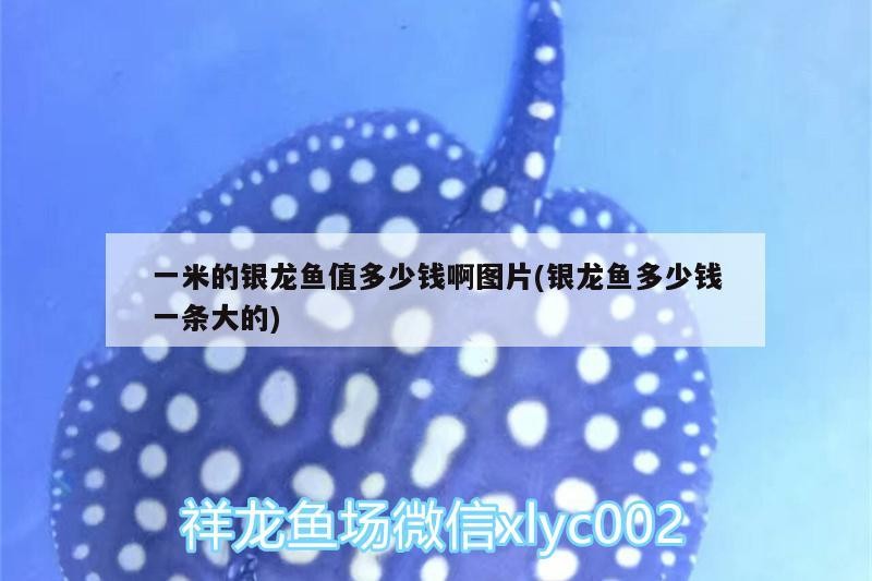 一米的銀龍魚值多少錢啊圖片(銀龍魚多少錢一條大的) 一米的銀龍魚值多少錢啊圖片(銀龍魚多少錢一條大的) 銀龍魚百科