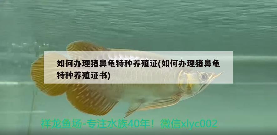如何辦理豬鼻龜特種養殖證(如何辦理豬鼻龜特種養殖證書)