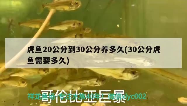 虎魚20公分到30公分養多久(30公分虎魚需要多久)