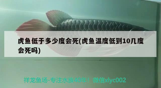 虎魚低于多少度會死(虎魚溫度低到10幾度會死嗎)
