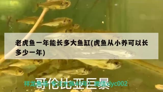 老虎魚一年能長多大魚缸(虎魚從小養可以長多少一年)