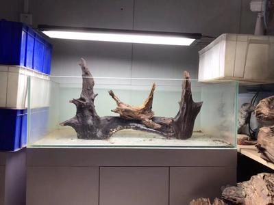 大魚缸沉木造景效果圖：大魚缸沉木造景效果圖大魚缸沉木造景效果圖 大魚缸沉木造景效果圖：大魚缸沉木造景效果圖大魚缸沉木造景效果圖 魚缸百科 第4張