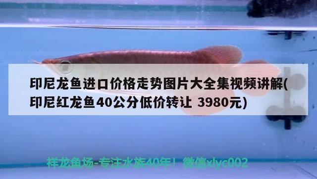 印尼龍魚進口價格走勢圖片大全集視頻講解(印尼紅龍魚40公分低價轉讓3980元)