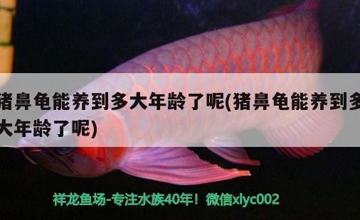 豬鼻龜能養(yǎng)到多大年齡了呢(豬鼻龜能養(yǎng)到多大年齡了呢) 豬鼻龜能養(yǎng)到多大年齡了呢(豬鼻龜能養(yǎng)到多大年齡了呢) 豬鼻龜百科