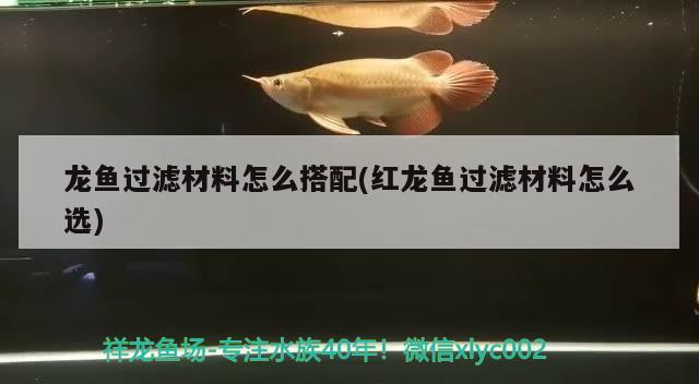 龍魚過濾材料怎么搭配(紅龍魚過濾材料怎么選)