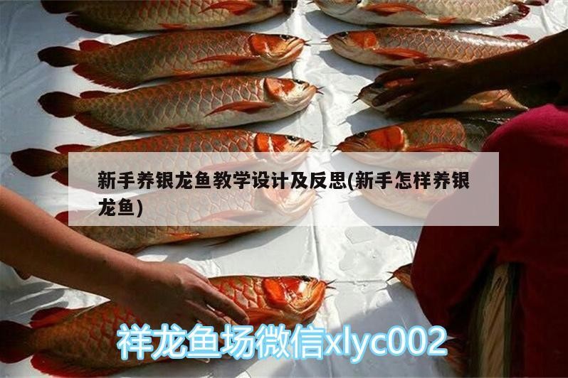 新手養(yǎng)銀龍魚(yú)教學(xué)設(shè)計(jì)及反思(新手怎樣養(yǎng)銀龍魚(yú))