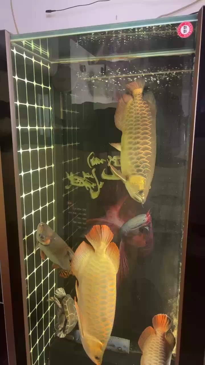 這是三年的視頻。大家評論一下 這是三年的視頻。大家評論一下 龍魚論壇