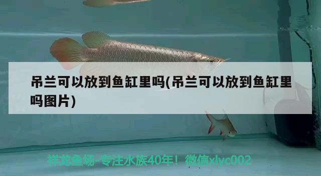 吊蘭可以放到魚缸里嗎(吊蘭可以放到魚缸里嗎圖片)