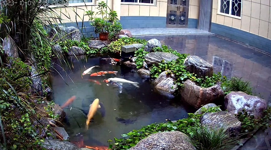 陰雨連綿 陰雨連綿 龍魚論壇