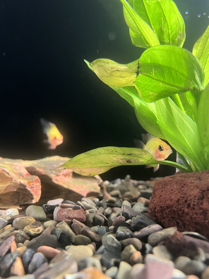眼睛里透露出滿滿的機靈 龍魚論壇 第1張 眼睛里透露出滿滿的機靈 眼睛里透露出滿滿的機靈 龍魚論壇 第1張
