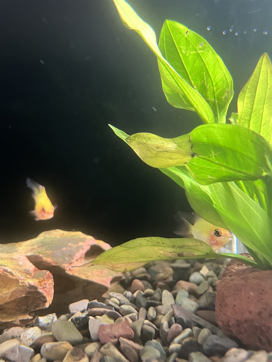 眼睛里透露出滿滿的機靈 龍魚論壇 第2張 眼睛里透露出滿滿的機靈 眼睛里透露出滿滿的機靈 龍魚論壇 第2張
