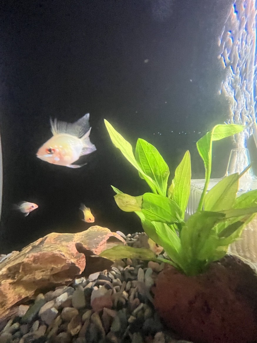 眼睛里透露出滿滿的機靈 龍魚論壇 第3張 眼睛里透露出滿滿的機靈 眼睛里透露出滿滿的機靈 龍魚論壇 第3張