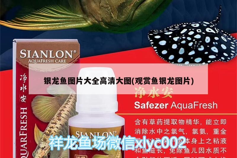 銀龍魚圖片大全高清大圖(觀賞魚銀龍圖片)