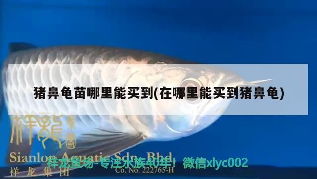 豬鼻龜苗哪里能買到(在哪里能買到豬鼻龜) 豬鼻龜苗哪里能買到(在哪里能買到豬鼻龜) 豬鼻龜百科