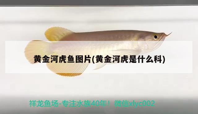 我的虎魚真菌感染了要怎么處理 黃金河虎魚圖片(黃金河虎是什么科) 虎魚百科 黃金河虎魚圖片(黃金河虎是什么科) 黃金河虎魚圖片(黃金河虎是什么科) 虎魚百科