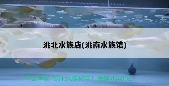 <strong><mark>洮北</mark></strong>水族店(洮南水族館)