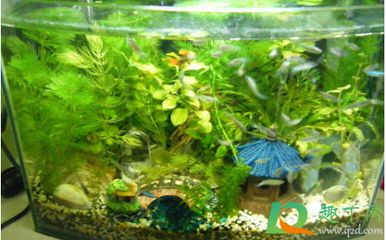 大魚缸一般養(yǎng)什么魚最好：大魚缸養(yǎng)魚需要考慮到大魚缸的大魚缸養(yǎng)魚需要注意什么