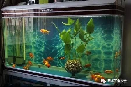 大魚缸一般養(yǎng)什么魚最好：大魚缸養(yǎng)魚需要考慮到大魚缸的大魚缸養(yǎng)魚需要注意什么