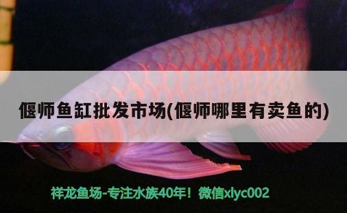 偃師魚缸批發市場(偃師哪里有賣魚的)