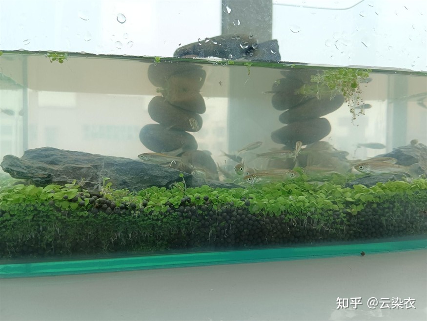 草魚 魚缸：將草魚放入家庭使用的魚缸中養殖可行嗎？