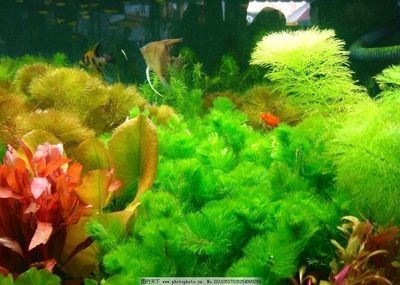 草魚 魚缸：將草魚放入家庭使用的魚缸中養殖可行嗎？