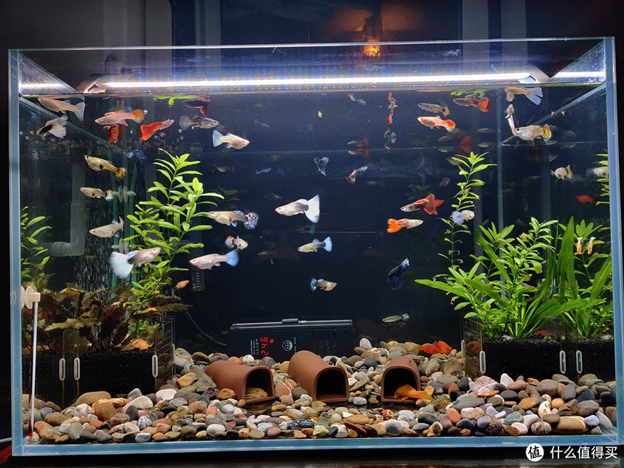平原縣共鳴水族館（平原縣共鳴水族館電話） 平原縣共鳴水族館（平原縣共鳴水族館電話） 全國水族館企業(yè)名錄 第1張