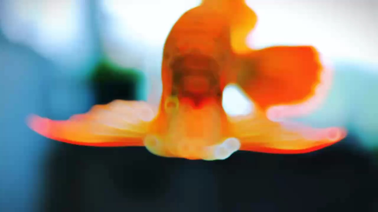 四月閑人養(yǎng)龍
