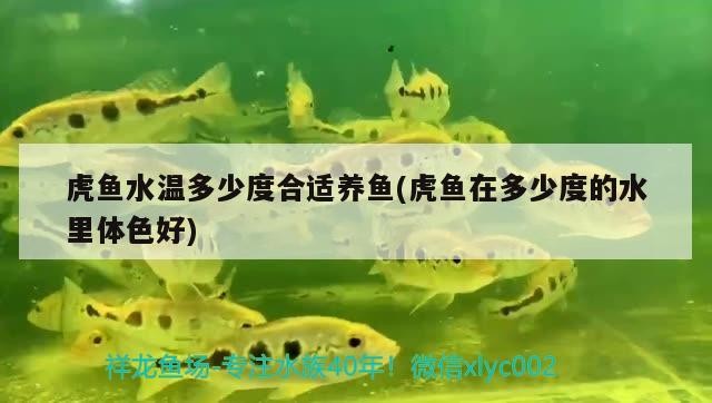 虎魚水溫多少度合適養魚(虎魚在多少度的水里體色好) 虎魚水溫多少度合適養魚(虎魚在多少度的水里體色好) 虎魚百科