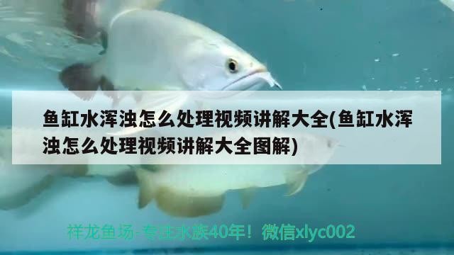 魚缸水渾濁怎么處理視頻講解大全(魚缸水渾濁怎么處理視頻講解大全圖解) 魚缸水渾濁怎么處理視頻講解大全(魚缸水渾濁怎么處理視頻講解大全圖解) 紅龍魚百科