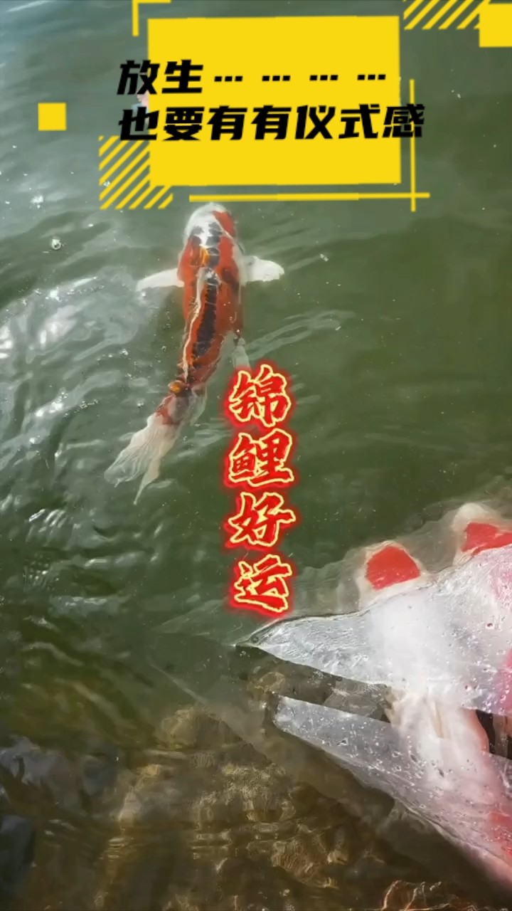 放生也要有儀式感！