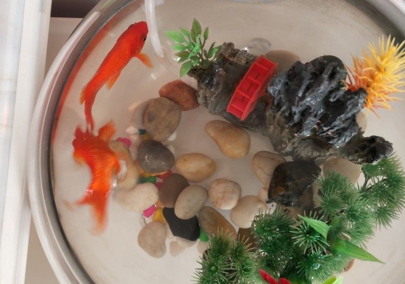 鵝卵石放魚缸有什么好處嗎：鵝卵石放魚缸有什么好處？