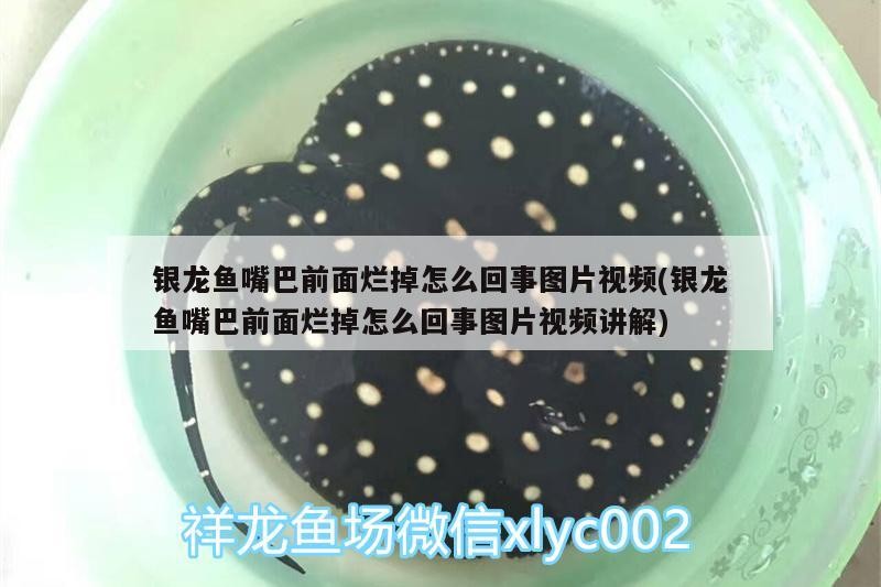 銀龍魚嘴巴前面爛掉怎么回事圖片視頻(銀龍魚嘴巴前面爛掉怎么回事圖片視頻講解)