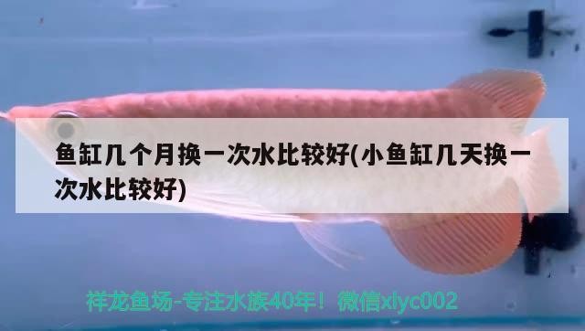 魚缸幾個月?lián)Q一次水比較好(小魚缸幾天換一次水比較好) 魚缸幾個月?lián)Q一次水比較好(小魚缸幾天換一次水比較好) 紅龍魚百科