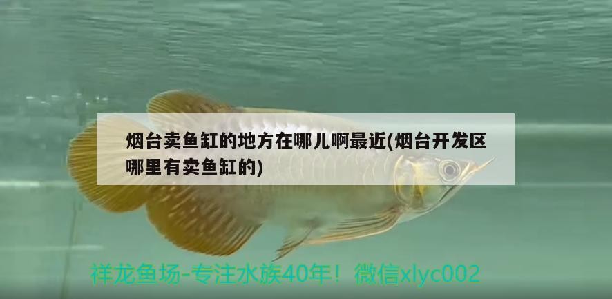 煙臺賣魚缸的地方在哪兒啊最近(煙臺開發區哪里有賣魚缸的)