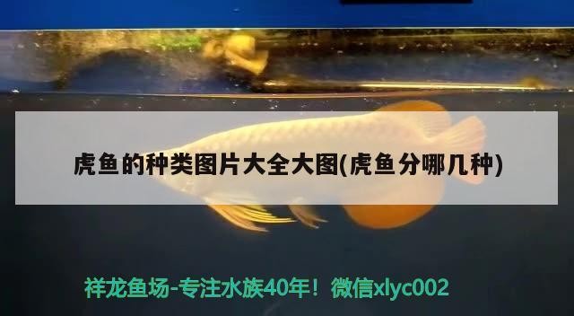 虎魚(yú)的種類圖片大全大圖(虎魚(yú)分哪幾種)