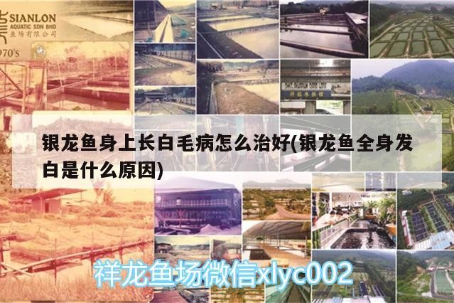 銀龍魚身上長白毛病怎么治好(銀龍魚全身發(fā)白是什么原因) 銀龍魚身上長白毛病怎么治好(銀龍魚全身發(fā)白是什么原因) 銀龍魚百科