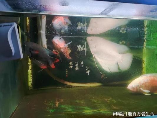森森702過濾桶不出水（森森603b過濾桶不出水） 森森702過濾桶不出水（森森603b過濾桶不出水） 森森魚缸