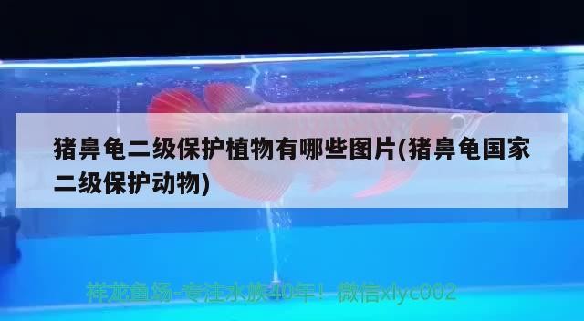 豬鼻龜二級保護植物有哪些圖片(豬鼻龜國家二級保護動物)