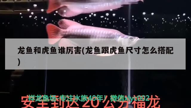 龍魚和虎魚誰厲害(龍魚跟虎魚尺寸怎么搭配) 龍魚和虎魚誰厲害(龍魚跟虎魚尺寸怎么搭配) 虎魚百科