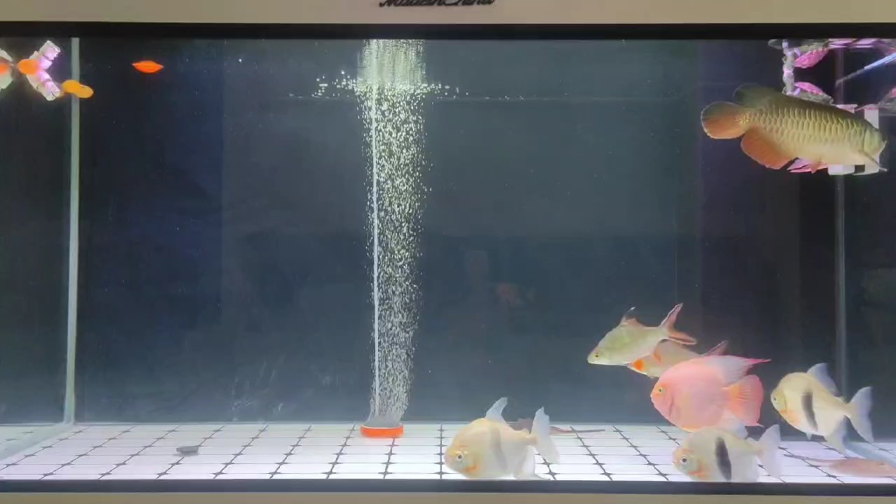 魚缸用增氧泵價格是多少:魚缸增氧機-xtrac增氧機-xtrac增氧機 小金龍成長記第 220 龍魚論壇 小金龍成長記第 220 小金龍成長記第 220 龍魚論壇