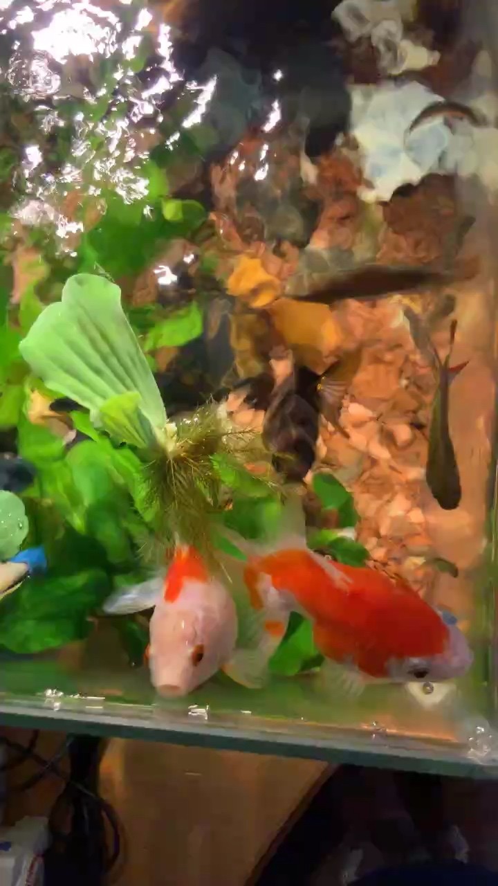 發個原聲視頻