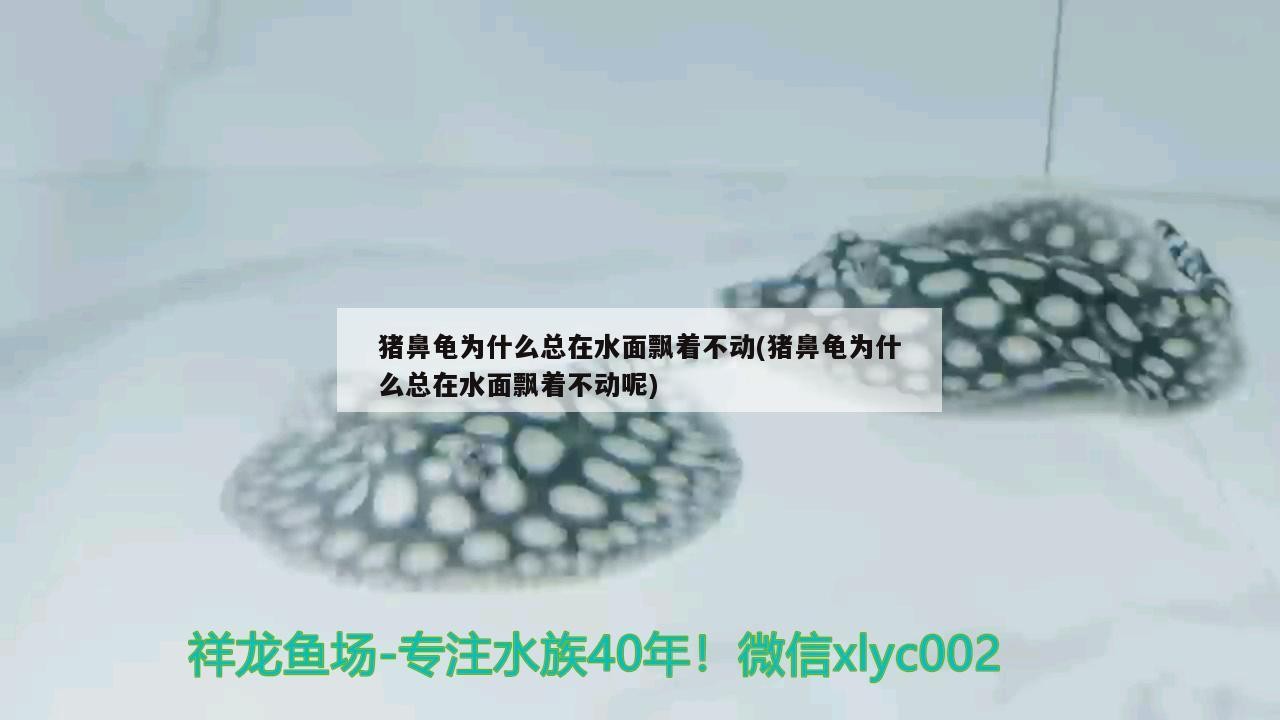豬鼻龜為什么總在水面飄著不動(dòng)(豬鼻龜為什么總在水面飄著不動(dòng)呢)